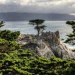 "Lone Cypress" på Pebble Beach". Foto av Mick Haupt/Unsplash